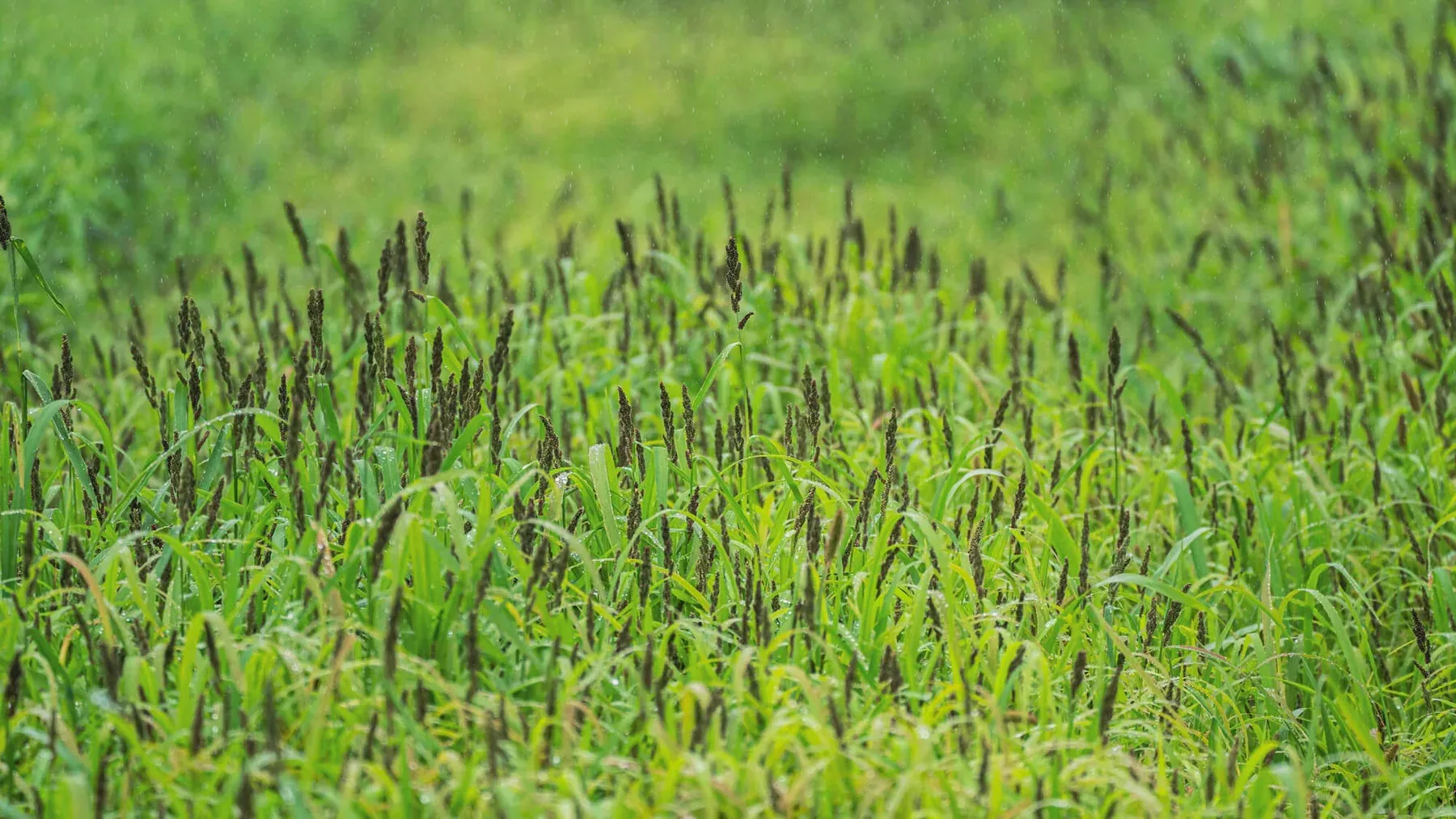 4S Advanced Wildlife Solutions HALO Duck Blend | Waterfowl Food Plot Mix | ¼ Acre Coverage | Rice, Milo & Millet