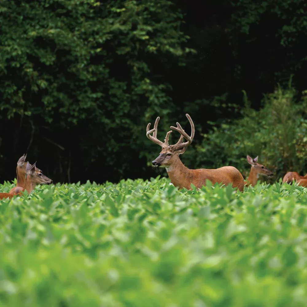 4S Advanced Wildlife Solutions Record Buck Beans | 50 lbs | High‑Protein Forage Soybeans | For Spring/Summer Deer Food Plots