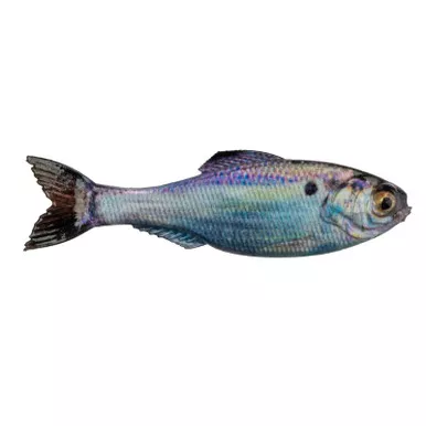 6th Sense Panorama 2 Live Gizzard Shad