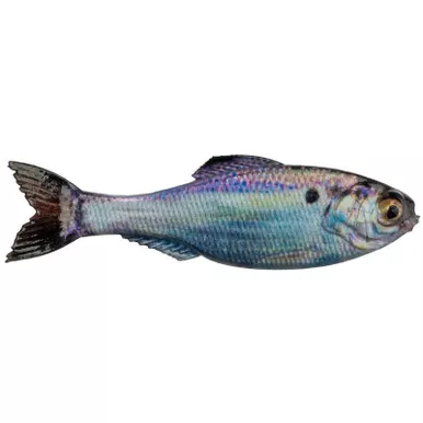 6th Sense Panorama Softbait 2.8″ Live Gizzard Shad