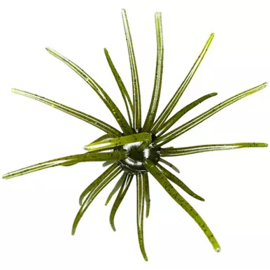 Hag's Baits Prickly Pear 19 mm Hag's Pumpkin