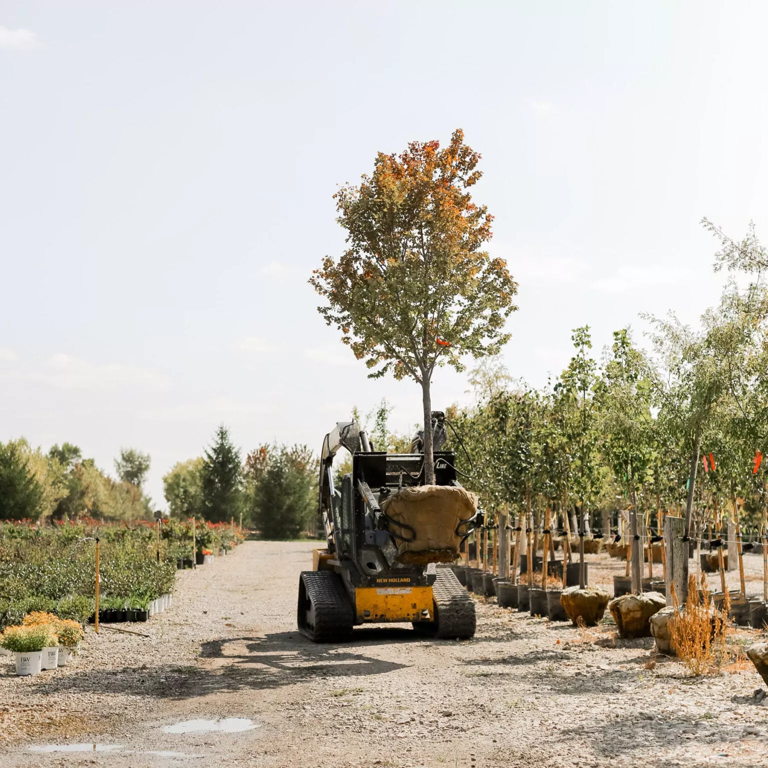 ProLine Tree Planting Equipment | Model Grabber XL | Width 54″ | Rootball Capacity 32″-54″ | Reach 8′ | Hydraulic Flow Range 15–25 GPM | For Skid Steers