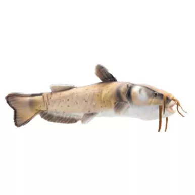 Wildlife Artists Conservation Critters Aquarium Catfish 17″